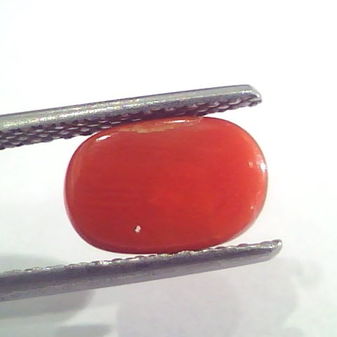 2.51 Ct 2.75 Ratti Natural Italian Red Coral Moonga Gemstone AAAA