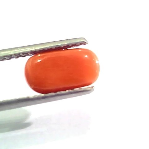 2.53 Ct 4 Ratti Natural Italian Red Coral Moonga Gemstone AAAA