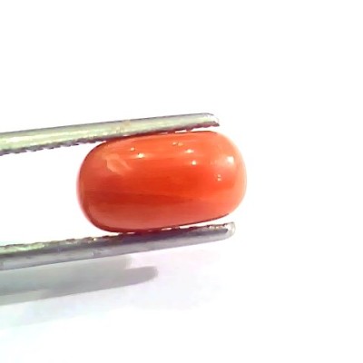 2.53 Ct 4 Ratti Natural Italian Red Coral Moonga Gemstone AAAA