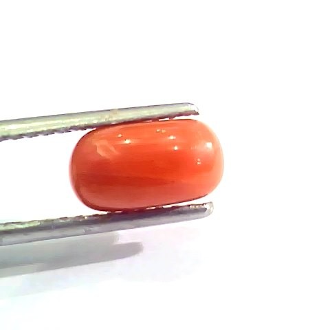 2.53 Ct 4 Ratti Natural Italian Red Coral Moonga Gemstone AAAA