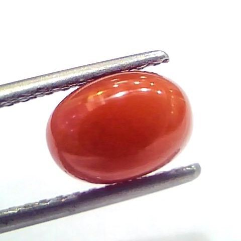 2.56 Ct 2.81 Ratti Natural Untreated Italian Red Coral Moonga Gems