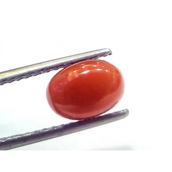 2.56 Ct 4.25 Ratti Natural Untreated Italian Red Coral Moonga Gems