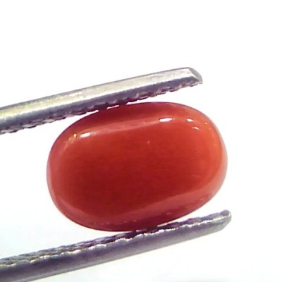 2.56 Ct 2.81 Ratti Natural Untreated Italian Red Coral Moonga Gems