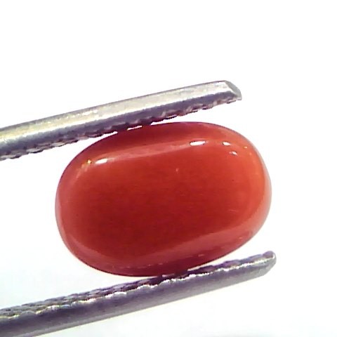 2.56 Ct 2.81 Ratti Natural Untreated Italian Red Coral Moonga Gems