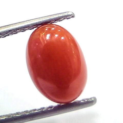 2.56 Ct 2.81 Ratti Natural Untreated Italian Red Coral Moonga