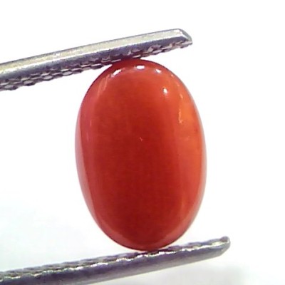2.56 Ct 2.81 Ratti Natural Untreated Italian Red Coral Moonga