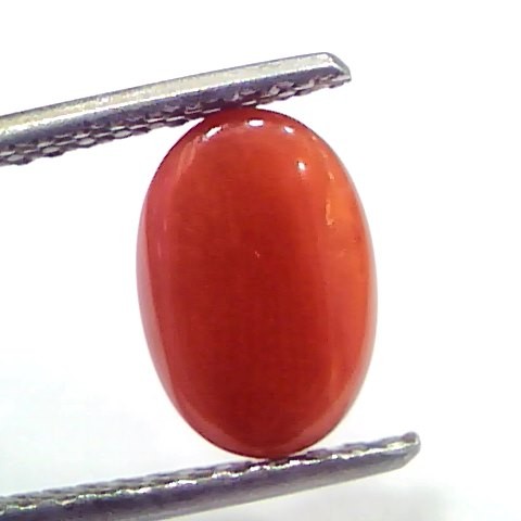 2.56 Ct 2.81 Ratti Natural Untreated Italian Red Coral Moonga