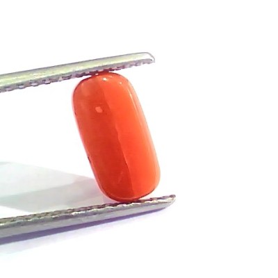2.56 Ct 4.25 Ratti Natural Italian Red Coral Moonga Gemstone AAAA