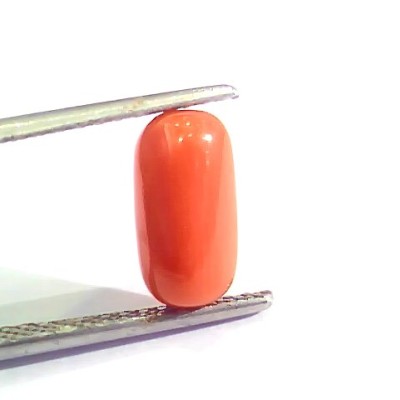 2.56 Ct 4.25 Ratti Natural Italian Red Coral Moonga Gemstone AAAA