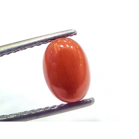 2.60 Ct 4.25 Ratti Natural Untreated Italian Red Coral Moonga Gems