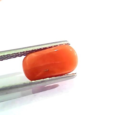 2.57 Ct 2.82 Ratti Natural Italian Red Coral Moonga Gemstone AAAA