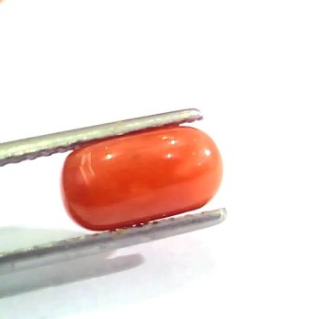 2.57 Ct 2.82 Ratti Natural Italian Red Coral Moonga Gemstone AAAA