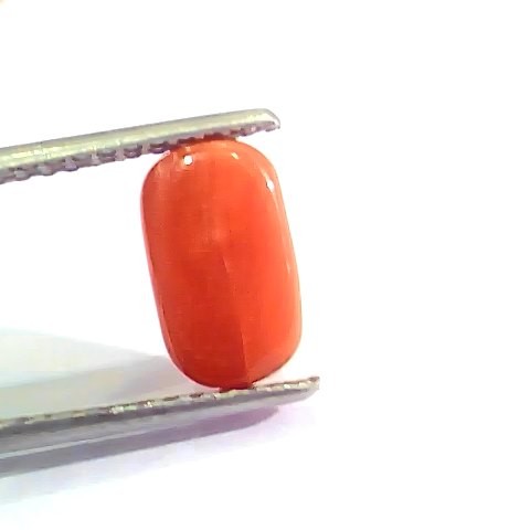 2.58 Ct 4.25 Ratti Natural Italian Red Coral Moonga Gemstone AAAA