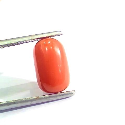 2.58 Ct 4.25 Ratti Natural Italian Red Coral Moonga Gemstone AAAA