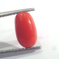 2.58 Ct 2.83 Ratti Natural Italian Red Coral Moonga Gemstone AAAA
