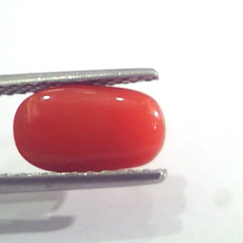 2.58 Ct 2.83 Ratti Natural Italian Red Coral Moonga Gemstone AAAA