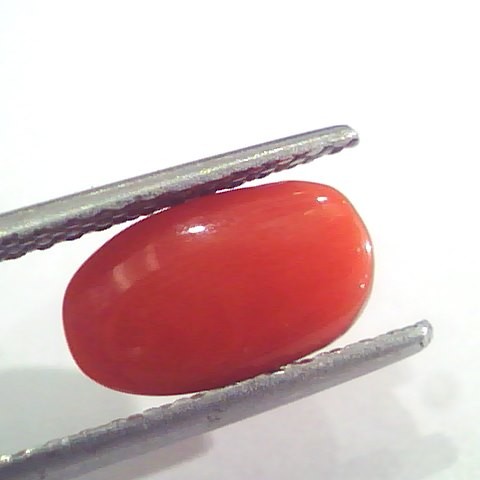 2.64 Ct 2.90 Ratti Natural Italian Red Coral Moonga Gemstone AAAA