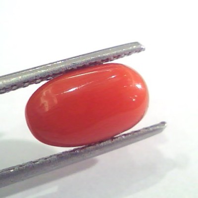 2.64 Ct 2.90 Ratti Natural Italian Red Coral Moonga Gemstone AAAA