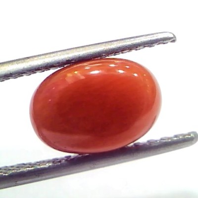 2.69 Ct 4.5 Ratti Natural Untreated Italian Red Coral Moonga Gems