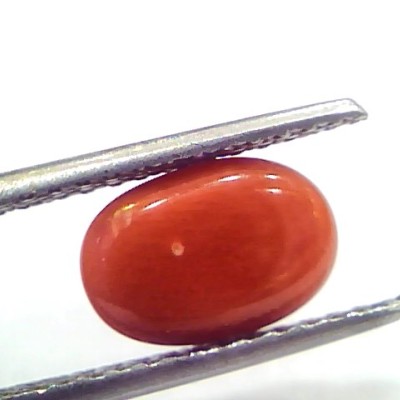 2.69 Ct 4.5 Ratti Natural Untreated Italian Red Coral Moonga Gems