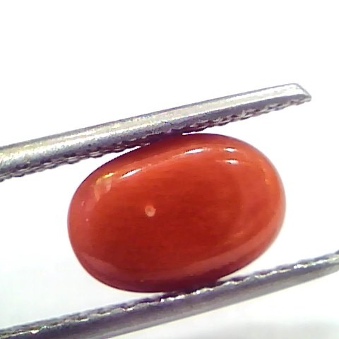 2.69 Ct 4.5 Ratti Natural Untreated Italian Red Coral Moonga Gems