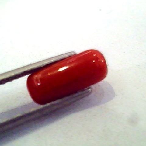 2.67 Carat Natural Italian Red Coral Moonga Gemstone