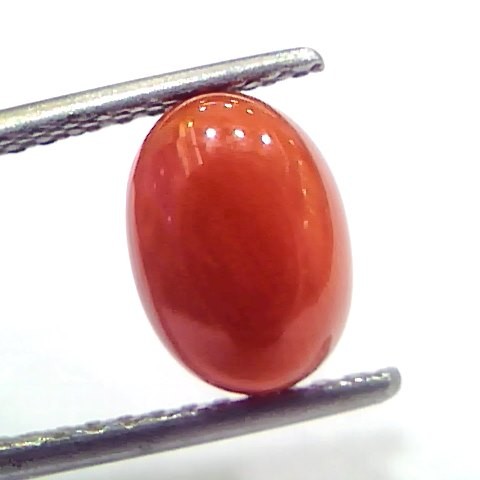 2.71 Ct 2.97 Ratti Natural Untreated Italian Red Coral Moonga Gems