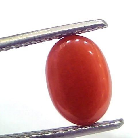 2.71 Ct 2.97 Ratti Natural Untreated Italian Red Coral Moonga Gems