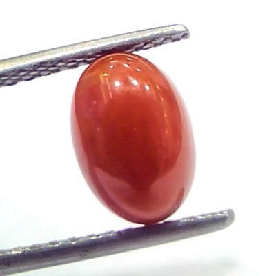 2.75 Ct 4.6 Ratti Natural Untreated Italian Red Coral Moonga Gems
