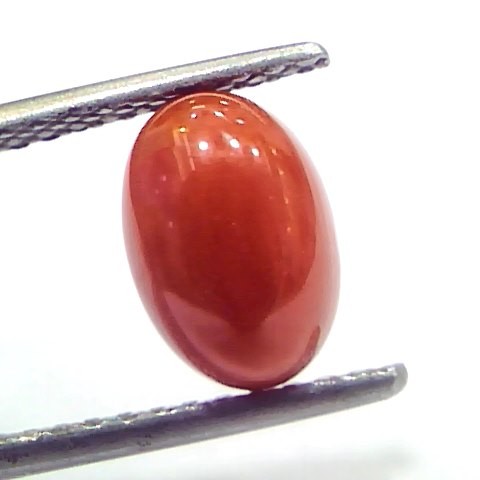 2.75 Ct 4.6 Ratti Natural Untreated Italian Red Coral Moonga Gems