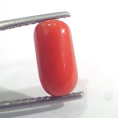 2.68 Ct 2.94 Ratti Natural Italian Red Coral Moonga Gemstone AAAA