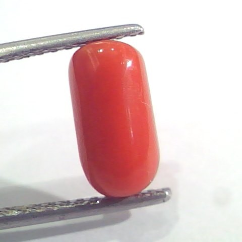 2.68 Ct 2.94 Ratti Natural Italian Red Coral Moonga Gemstone AAAA