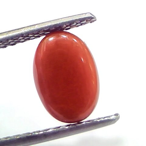 2.75 Ct 4.6 Ratti Natural Untreated Italian Red Coral Moonga Gems
