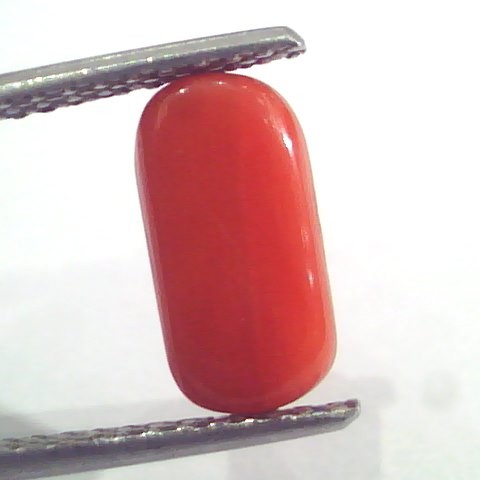 2.68 Ct 2.94 Ratti Natural Italian Red Coral Moonga Gemstone AAAA