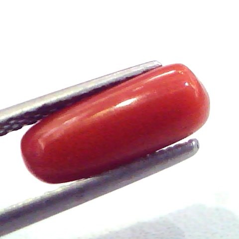 2.73 Carat Natural Italian Red Coral Moonga Gemstone