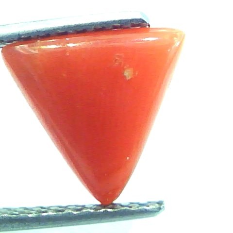 2.75 Carat Natural Italian Triangle Red Coral Moonga Gemstone