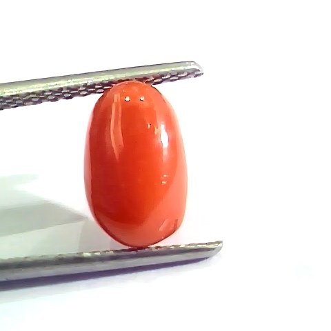 2.76 Ct 4.5 Ratti Natural Italian Red Coral Moonga Gemstone AAAA