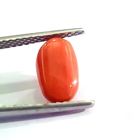 2.76 Ct 4.5 Ratti Natural Italian Red Coral Moonga Gemstone AAAA