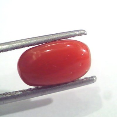 2.78 Ct 4.6 Ratti Natural Italian Red Coral Moonga Gemstone AAAA