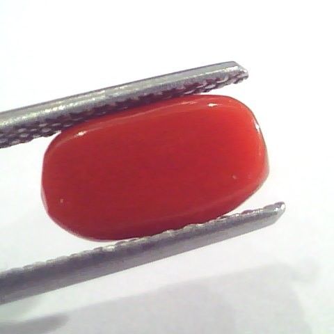 2.78 Ct 4.6 Ratti Natural Italian Red Coral Moonga Gemstone AAAA
