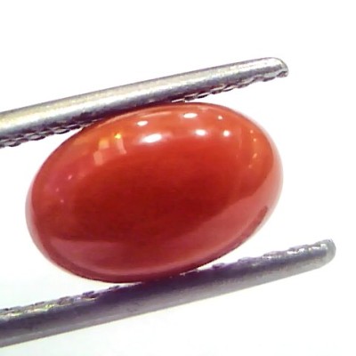 2.83 Ct 3.10 Ratti Natural Untreated Italian Red Coral Moonga Gems
