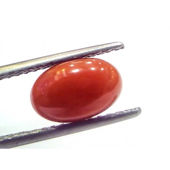 2.83 Ct 4.7 Ratti Natural Untreated Italian Red Coral Moonga Gems
