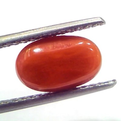 2.83 Ct 3.10 Ratti Natural Untreated Italian Red Coral Moonga Gems
