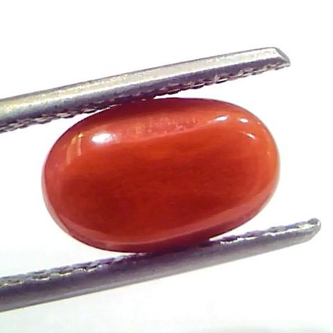 2.83 Ct 3.10 Ratti Natural Untreated Italian Red Coral Moonga Gems