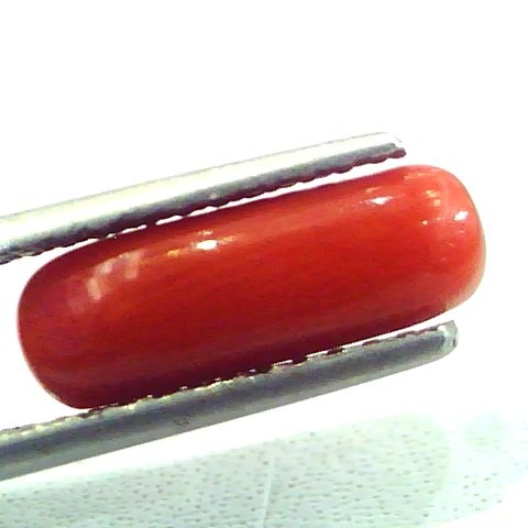 2.81 Carat Natural Italian Red Coral Moonga Gemstone