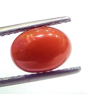 2.87 Ct 4.8 Ratti Natural Untreated Italian Red Coral Moonga Gems