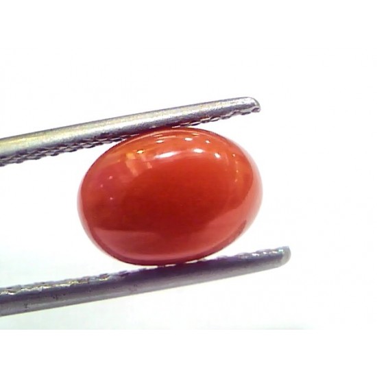 2.87 Ct 4.8 Ratti Natural Untreated Italian Red Coral Moonga Gems