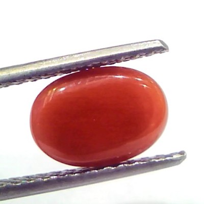 2.87 Ct 4.8 Ratti Natural Untreated Italian Red Coral Moonga Gems