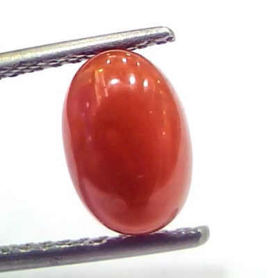2.88 Ct 4.8 Ratti Natural Untreated Italian Red Coral Moonga Gems
