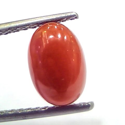 2.88 Ct 4.8 Ratti Natural Untreated Italian Red Coral Moonga Gems